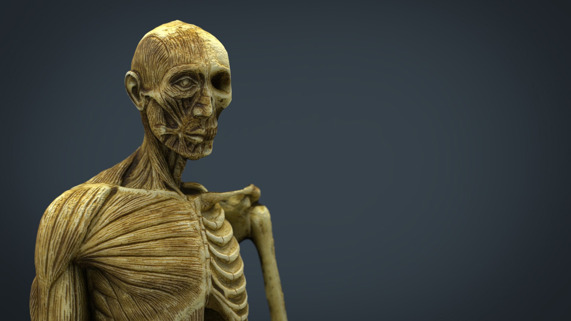 hd human body anatomy 3d model https://p.turbosquid.com/ts-thumb/Je/PblU5b/QZfiYTmI/humanbodyanatomymodel.406/jpg/1477687630/1920x1080/fit_q87/2c97d6640e10580a2752f86adc0e065ddf8db271/humanbodyanatomymodel.406.jpg