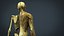 MODELO DE ANATOMIA DEL CUERPO HUMANO