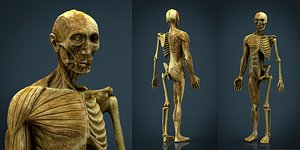 hd human body anatomy 3d model