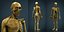 MODELO DE ANATOMIA DEL CUERPO HUMANO
