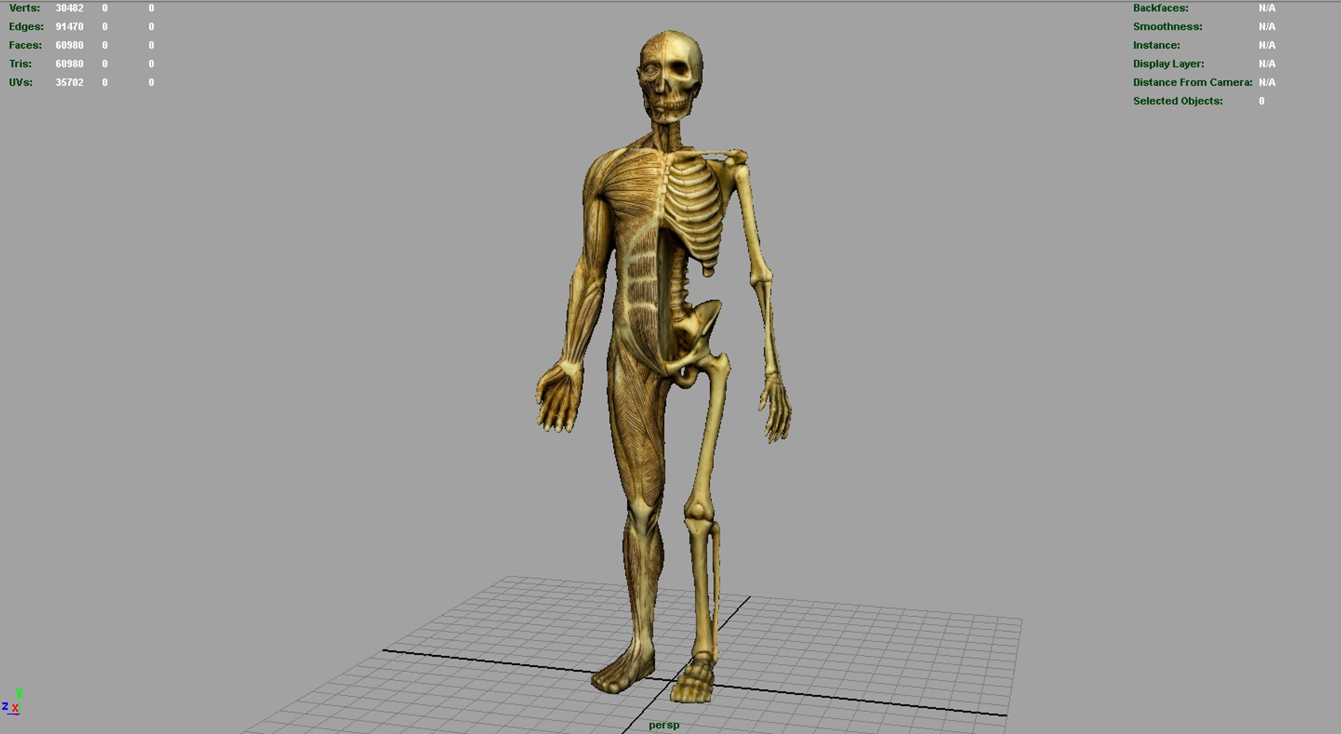 Hd Human Body Anatomy 3d Model Biology Diagrams