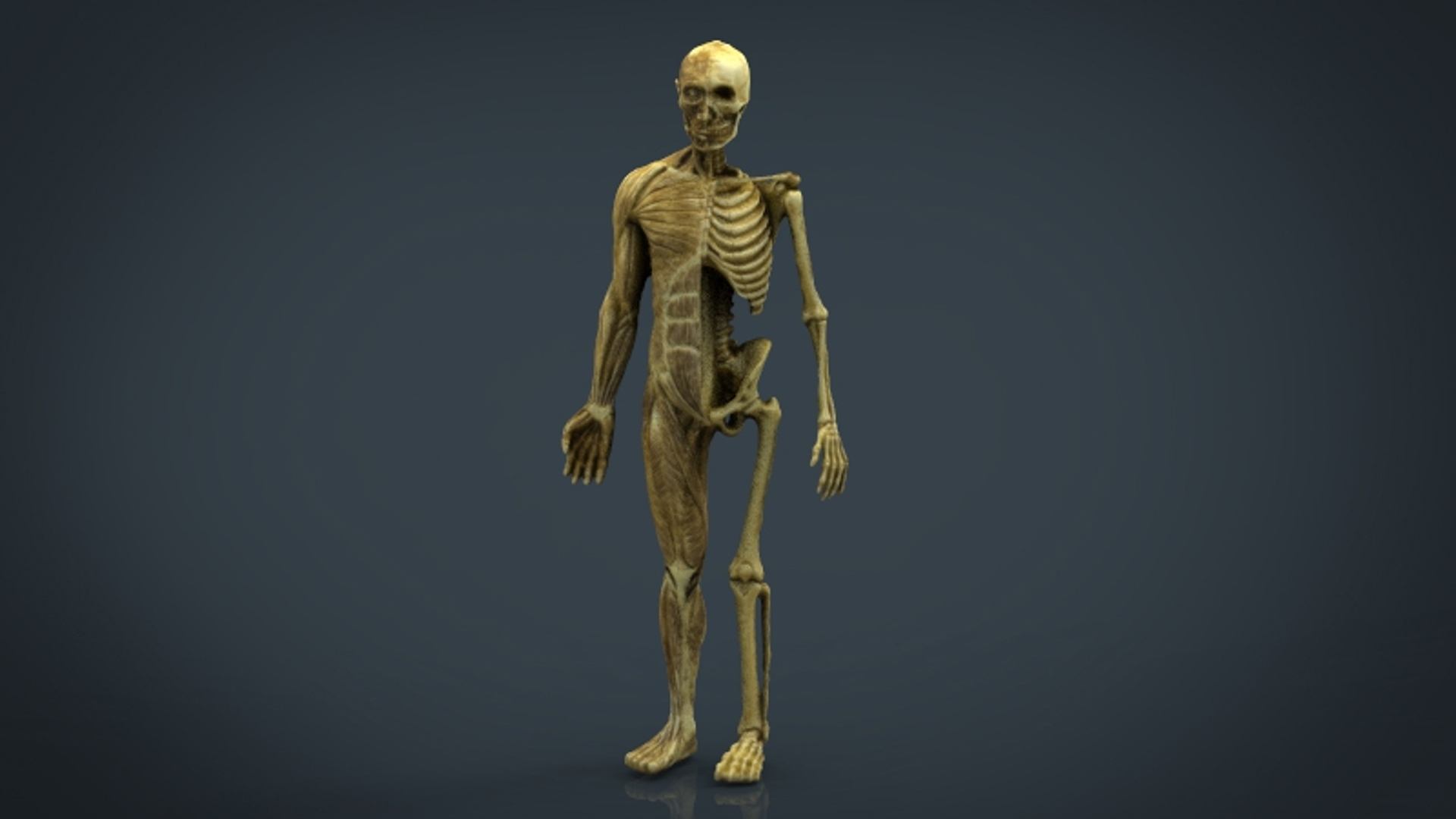 Hd Human Body Anatomy 3d Model Biology Diagrams
