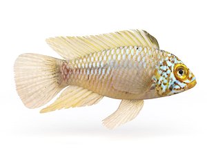 fish cichlid 3D