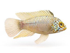 Cichlid Fish