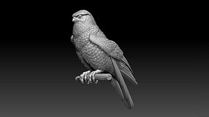 3D falcon