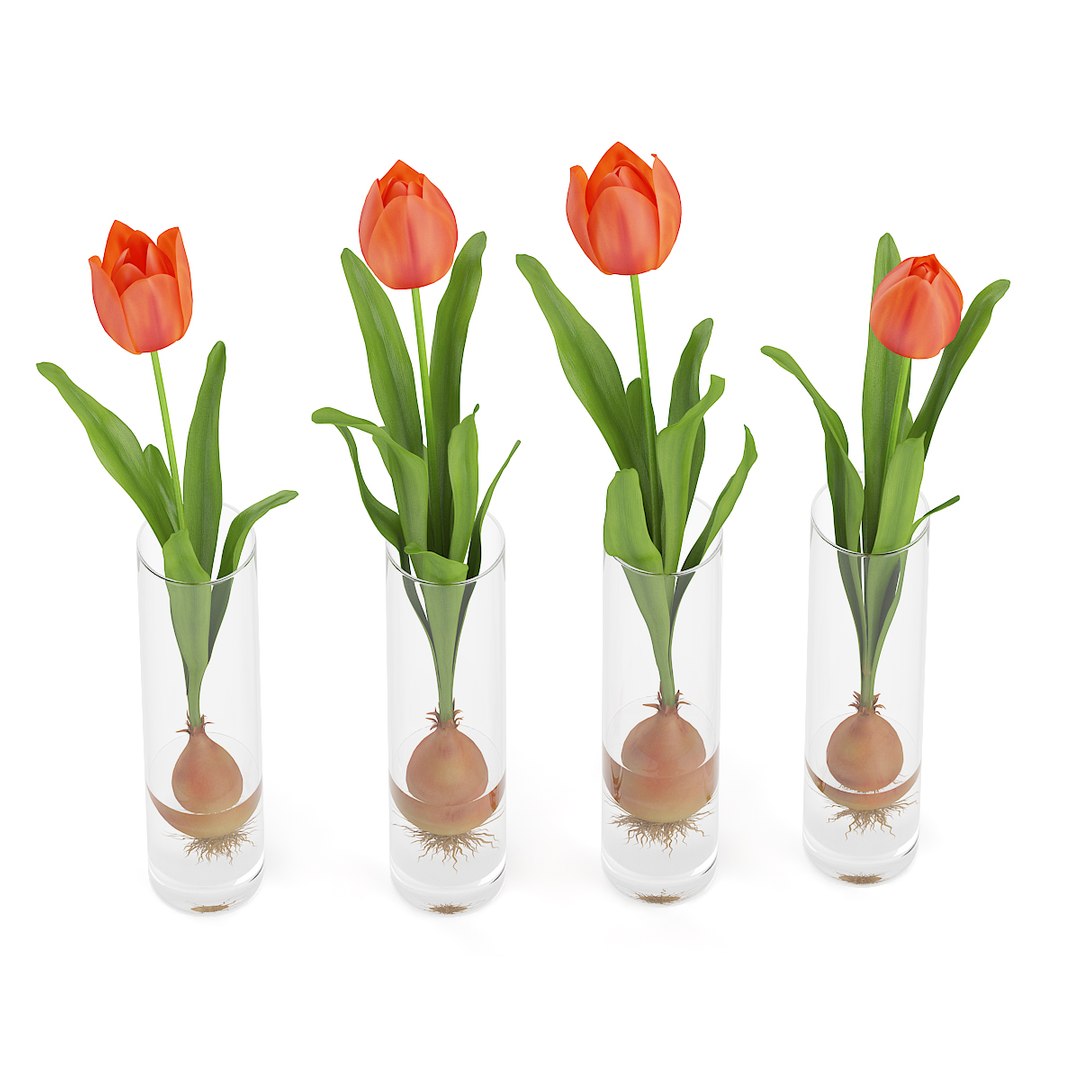 tulips glasses max https://p.turbosquid.com/ts-thumb/Jf/1qes85/W1heU4fw/cgaxis_models_63_04c/jpg/1452969555/1920x1080/fit_q87/c870525b58390827bcaba96a81210011e97029c2/cgaxis_models_63_04c.jpg