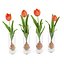 Four Tulips in Glasses