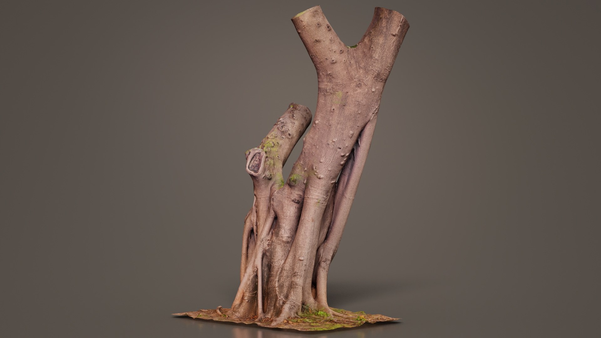3D Model Tall Roots Tree Trunk Remastered - TurboSquid 2363183