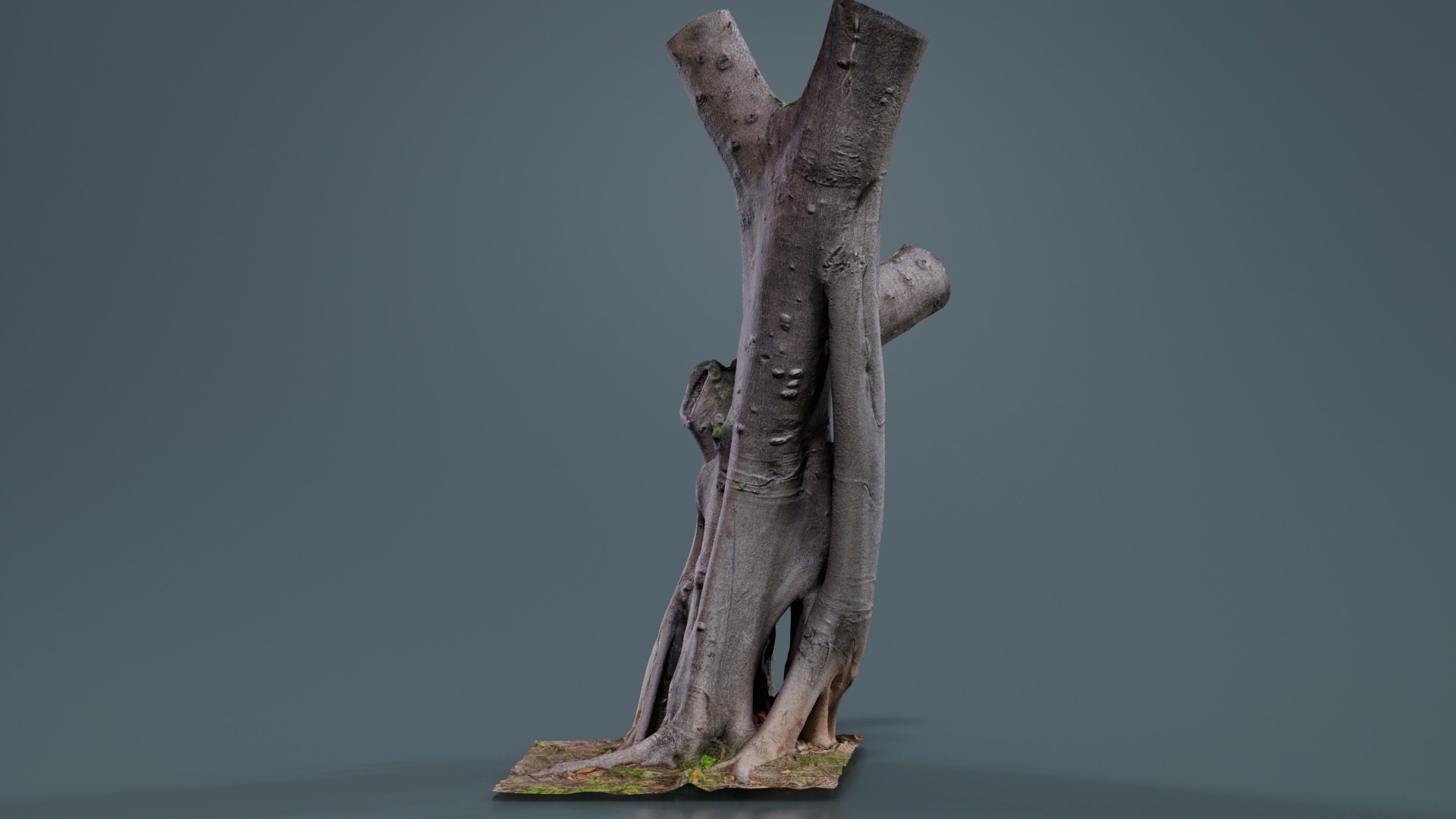 3D Model Tall Roots Tree Trunk Remastered - TurboSquid 2363183