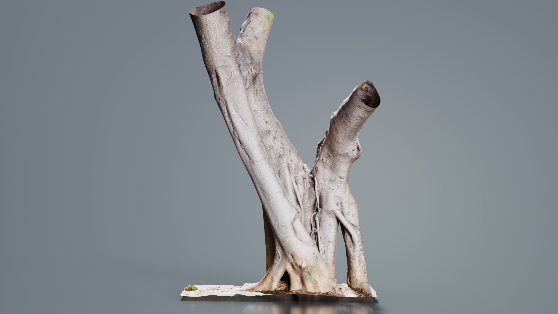 3D Model Tall Roots Tree Trunk Remastered - TurboSquid 2363183