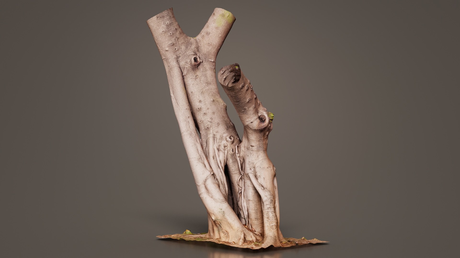 3D Model Tall Roots Tree Trunk Remastered - TurboSquid 2363183