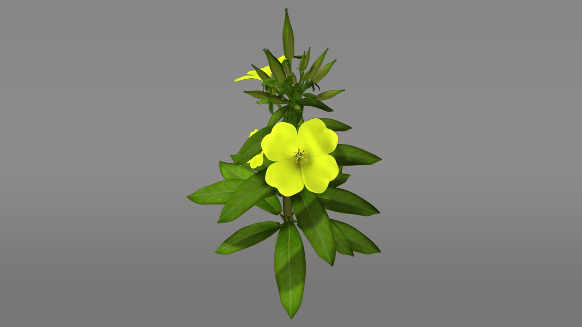oenothera flowering plants obj https://p.turbosquid.com/ts-thumb/Jf/3JVFxZ/AGcTWByr/oenothera_03/jpg/1390803412/1920x1080/fit_q87/17908fba1d0c9508e0a2a66ac08505ce891fcaad/oenothera_03.jpg