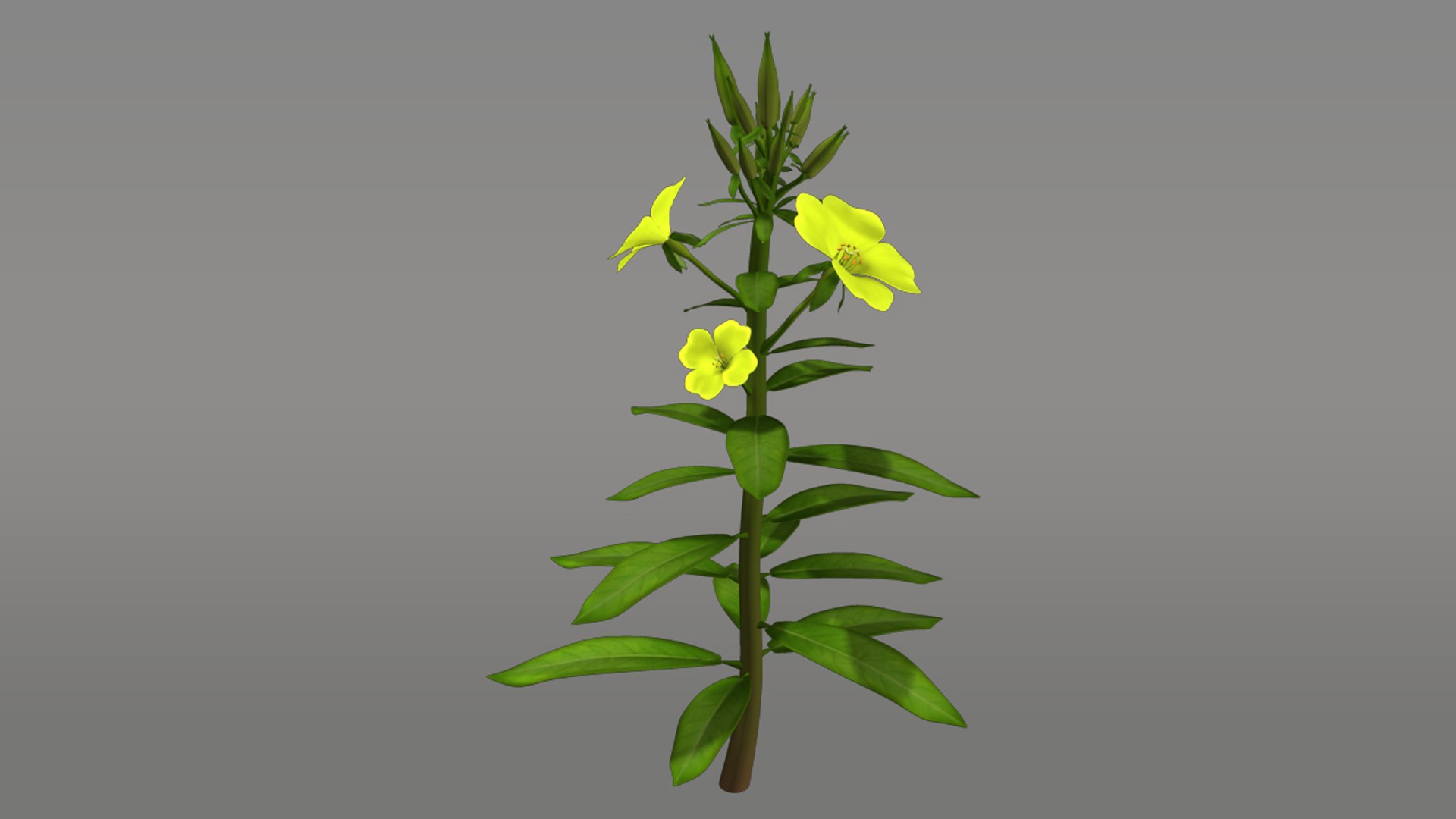 oenothera flowering plants obj https://p.turbosquid.com/ts-thumb/Jf/3JVFxZ/JWP1mRjl/oenothera_01/jpg/1390803412/1920x1080/fit_q87/68dfa558a01da53a1c3b7391cea750dd7fee4d37/oenothera_01.jpg