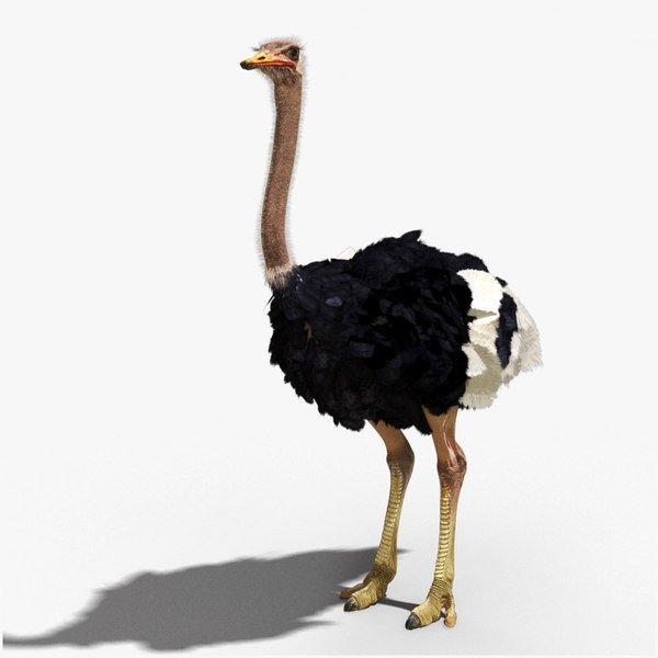 Ostrich 3D