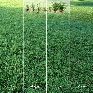 3D lawn grass plant