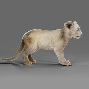 3D Fur White Lion Cub Rigged in Blender
