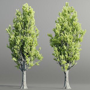 Poplar populus trees vol 116-Blender-3dmodel