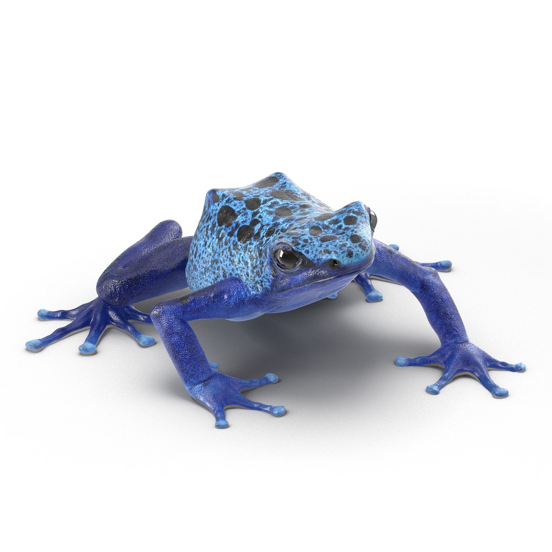 Poison Dart Frog Pose 2 3D Model