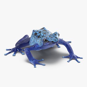Poison Dart Frog Pose 2 3D Model