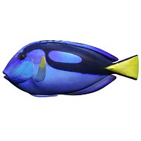 blue tang