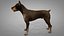 Doberman Rigged L620