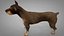 Doberman Rigged L620