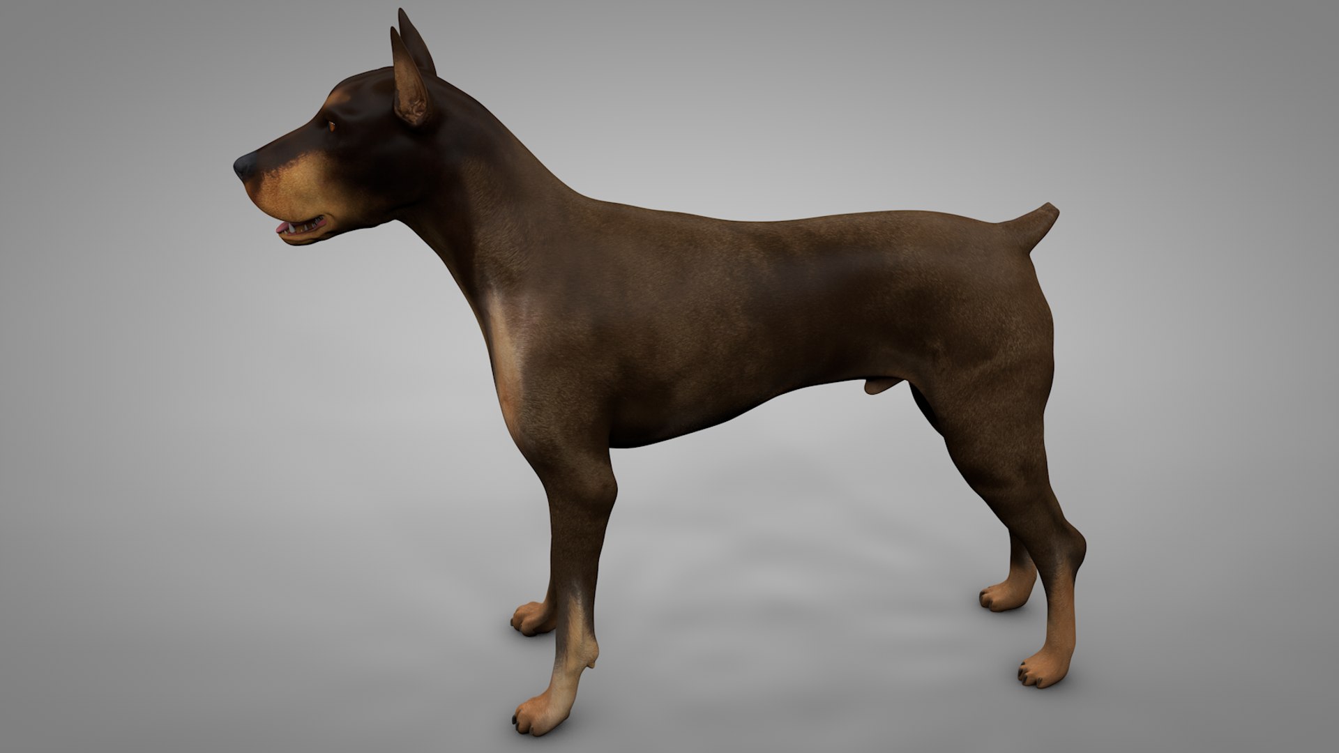 doberman rigged l620 animate 3D model https://p.turbosquid.com/ts-thumb/Jf/sKstWX/OJv4IJ0I/3/png/1584403182/1920x1080/fit_q87/3bb24179631a07469baa2d582d5a81ed894b666d/3.jpg