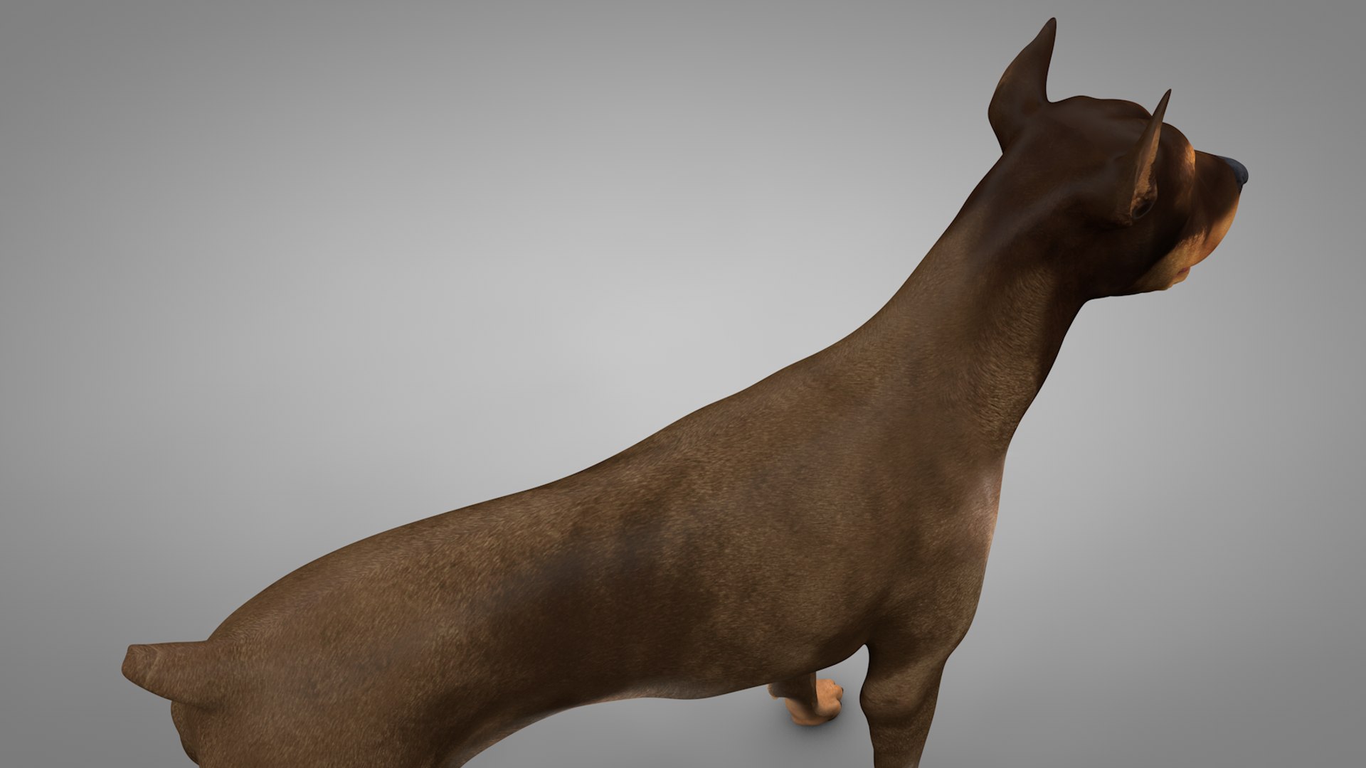 doberman rigged l620 animate 3D model https://p.turbosquid.com/ts-thumb/Jf/sKstWX/rtVmdON1/10/png/1584403182/1920x1080/fit_q87/e21a18ec737305826494b6105e97f306f93afb8e/10.jpg