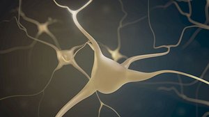 Brain Neurons