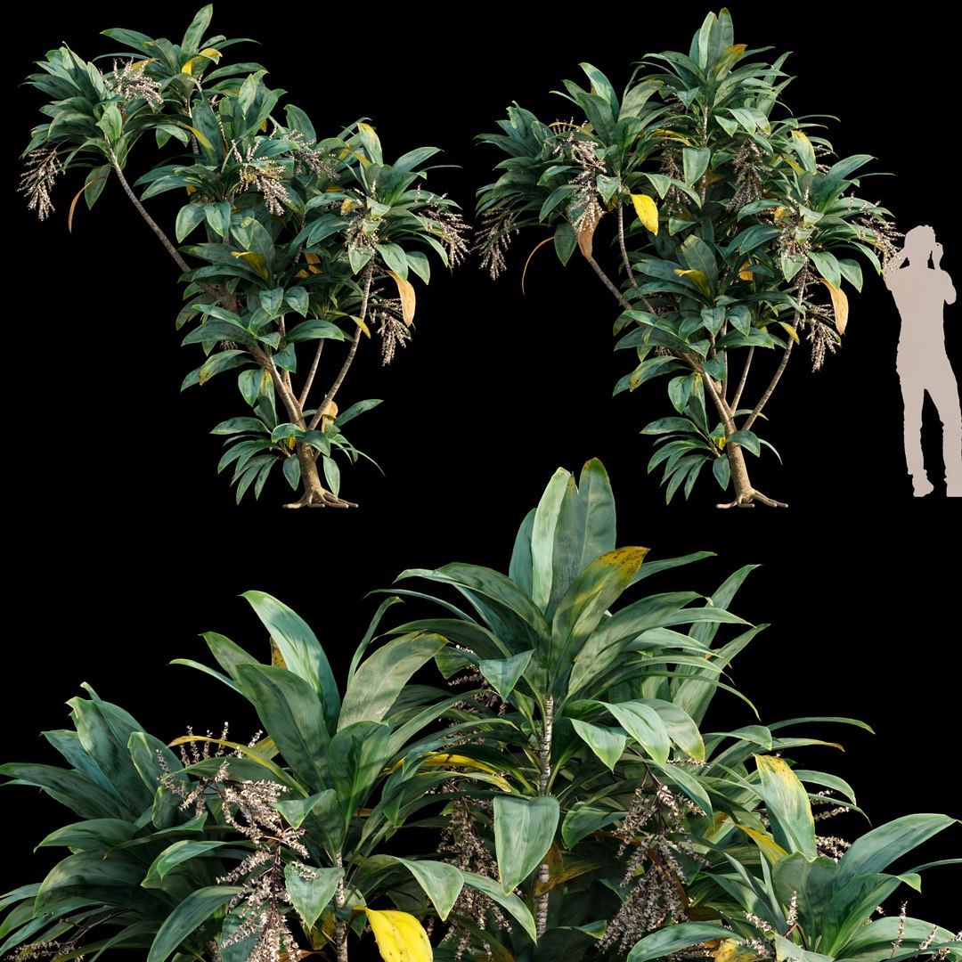 3D Dracaena https://p.turbosquid.com/ts-thumb/Jf/yMBWq5/Vm/3dtree_dracaena_01v1/jpg/1633078989/1920x1080/fit_q87/ae0fcd023421768c8c948d944601db2d23887b49/3dtree_dracaena_01v1.jpg