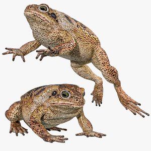 Cane Toad Rigged PBR model