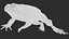 Cane Toad Rigged PBR model