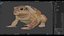 Cane Toad Rigged PBR model