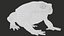 Cane Toad Rigged PBR model