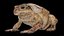 Cane Toad Rigged PBR model