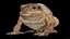 Cane Toad Rigged PBR model