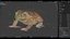 Cane Toad Rigged PBR model