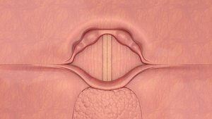 3D model Larynx vocal cord