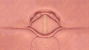 Larynx vocal cord