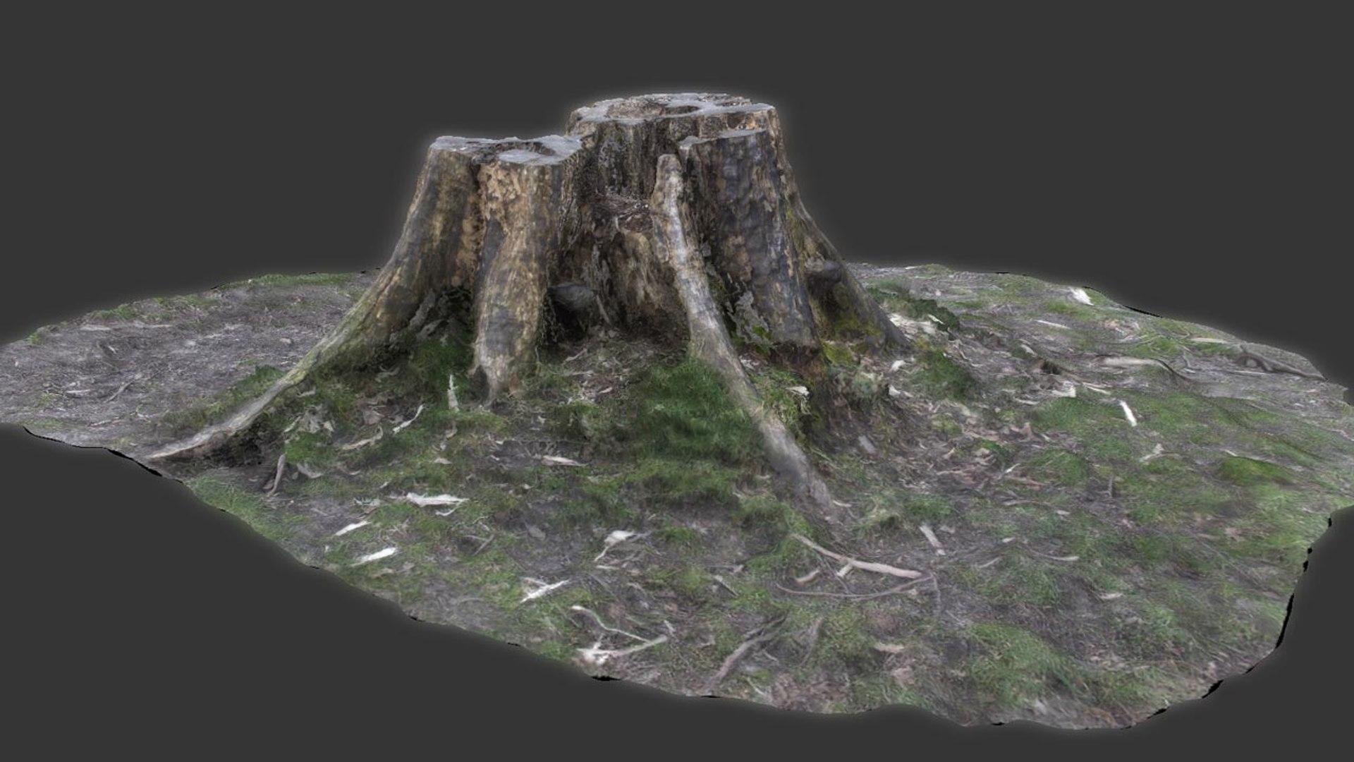 3d Model Tree Stump Scanned