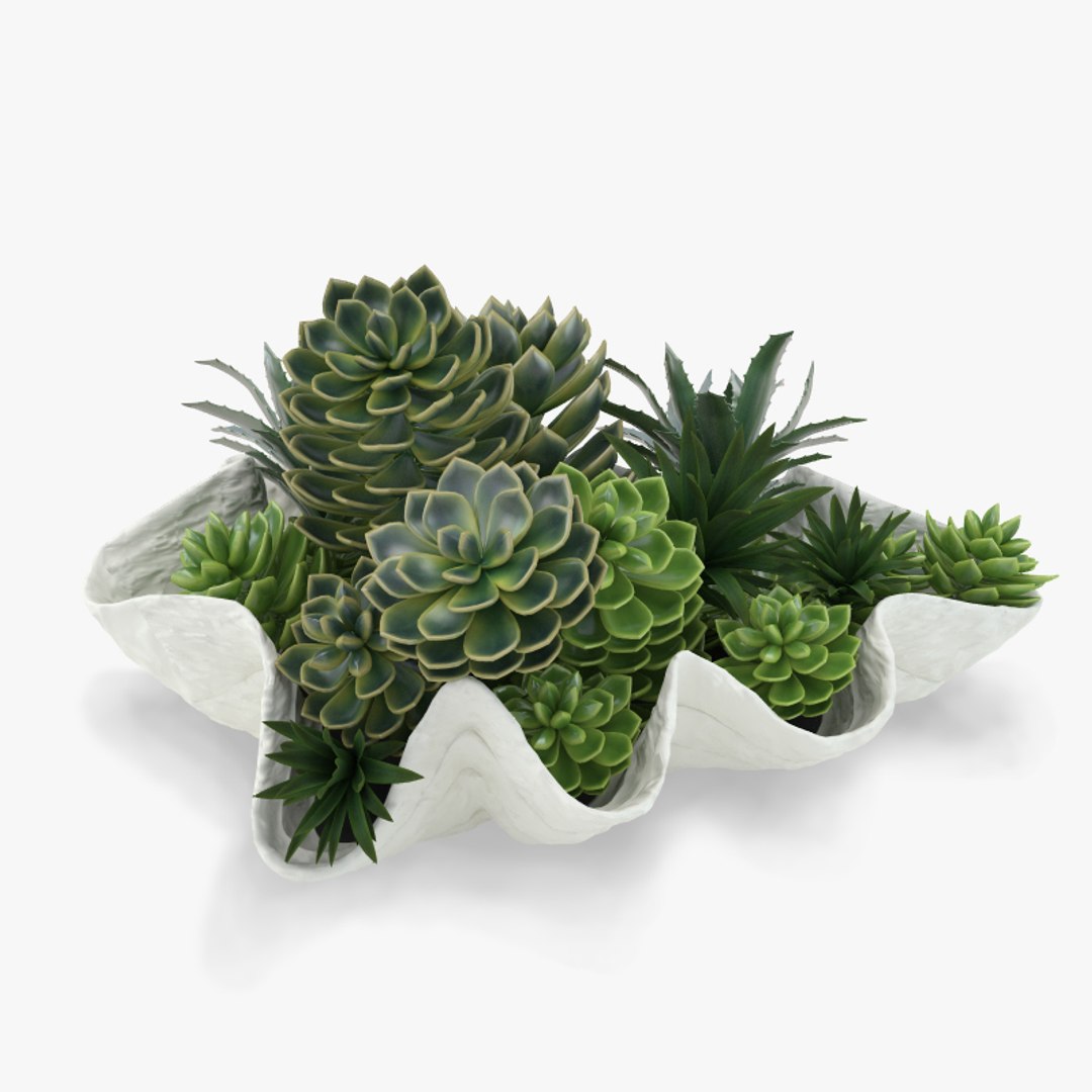 succulent giant clam 3d max https://p.turbosquid.com/ts-thumb/Jg/HZqKKa/wRsYOIFU/1/jpg/1413809773/1920x1080/fit_q87/f298360adc2c27a5bbb53ed7ef95ea694d1b39b1/1.jpg