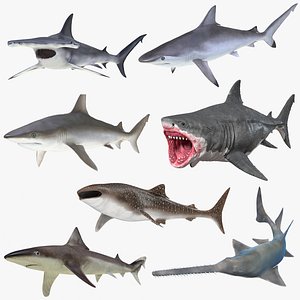 3D Rigged Sharks Collection 8 for Cinema 4D
