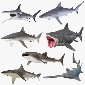 Rigged Sharks Collection 8 for Cinema 4D