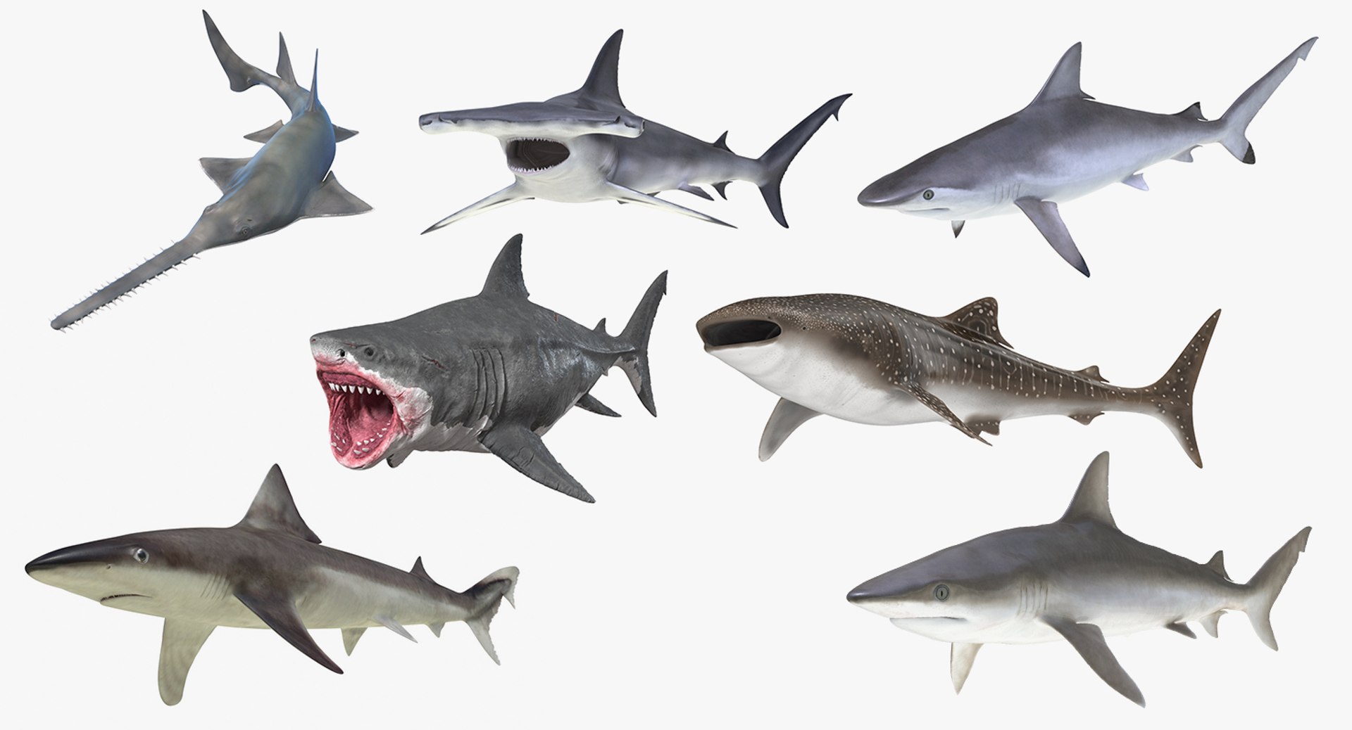 Rigged Sharks Collection 8 for Cinema 4D 3D model preview