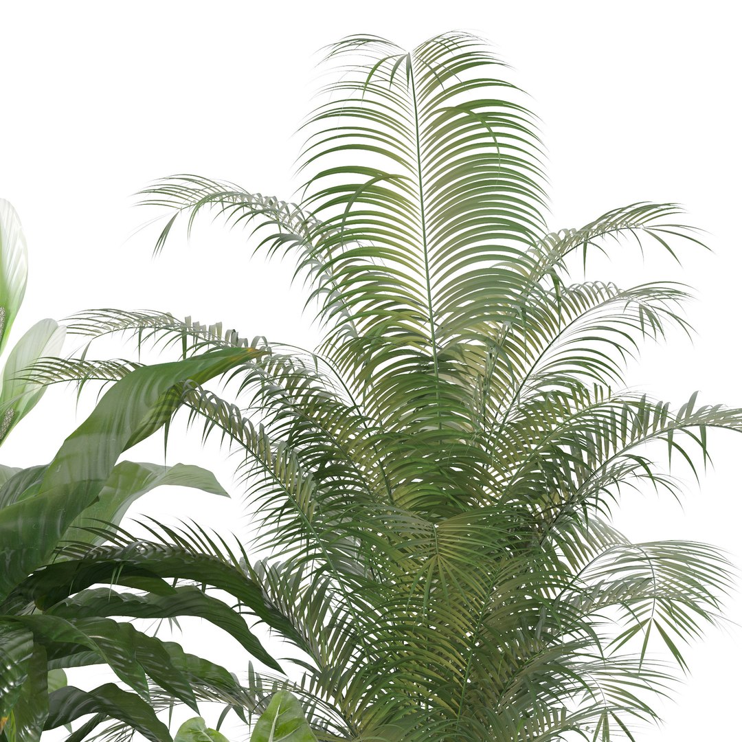 3D Plants collection 140 model https://p.turbosquid.com/ts-thumb/Jg/SNPkIC/CT/5/jpg/1664965522/1920x1080/fit_q87/a3a5eb49d7f9ff670de86b767bfa1d714f2a912a/5.jpg