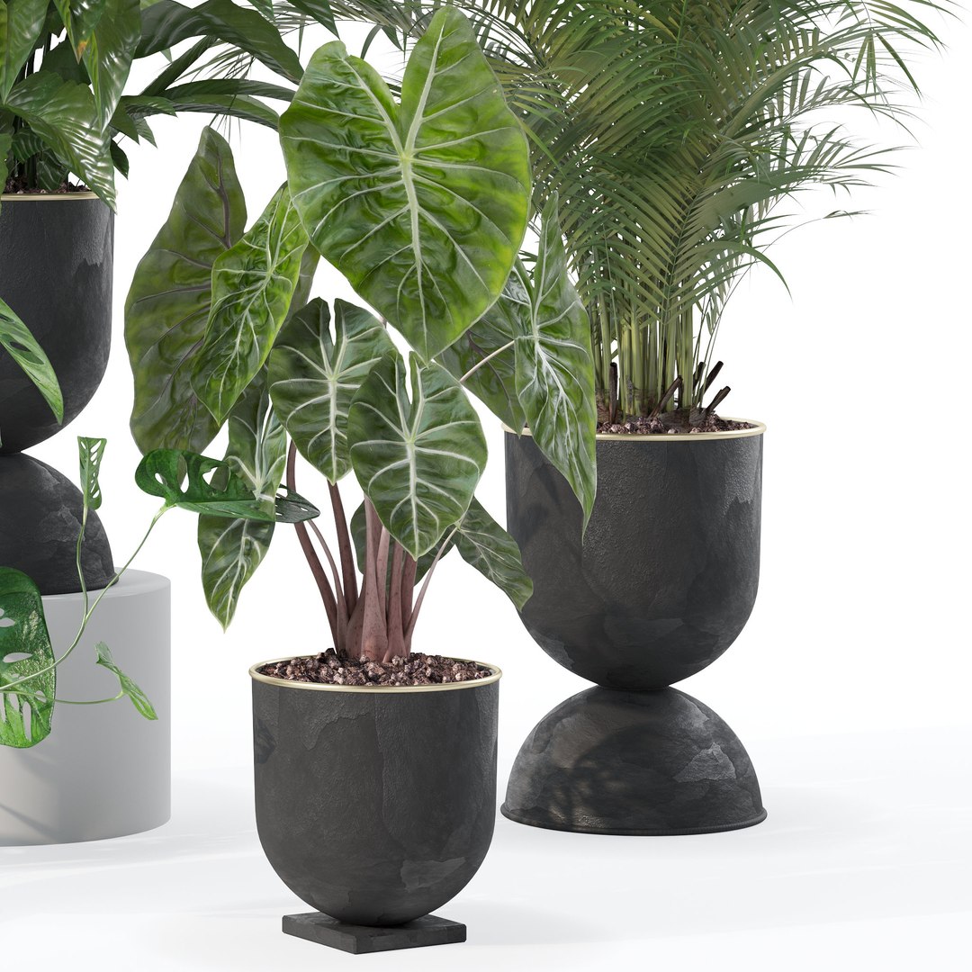 3D Plants collection 140 model https://p.turbosquid.com/ts-thumb/Jg/SNPkIC/fJ/4/jpg/1664965522/1920x1080/fit_q87/a1b5364a2beb3882cd4bcf478bf6b7540875991b/4.jpg