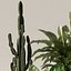 Colección de plantas 140