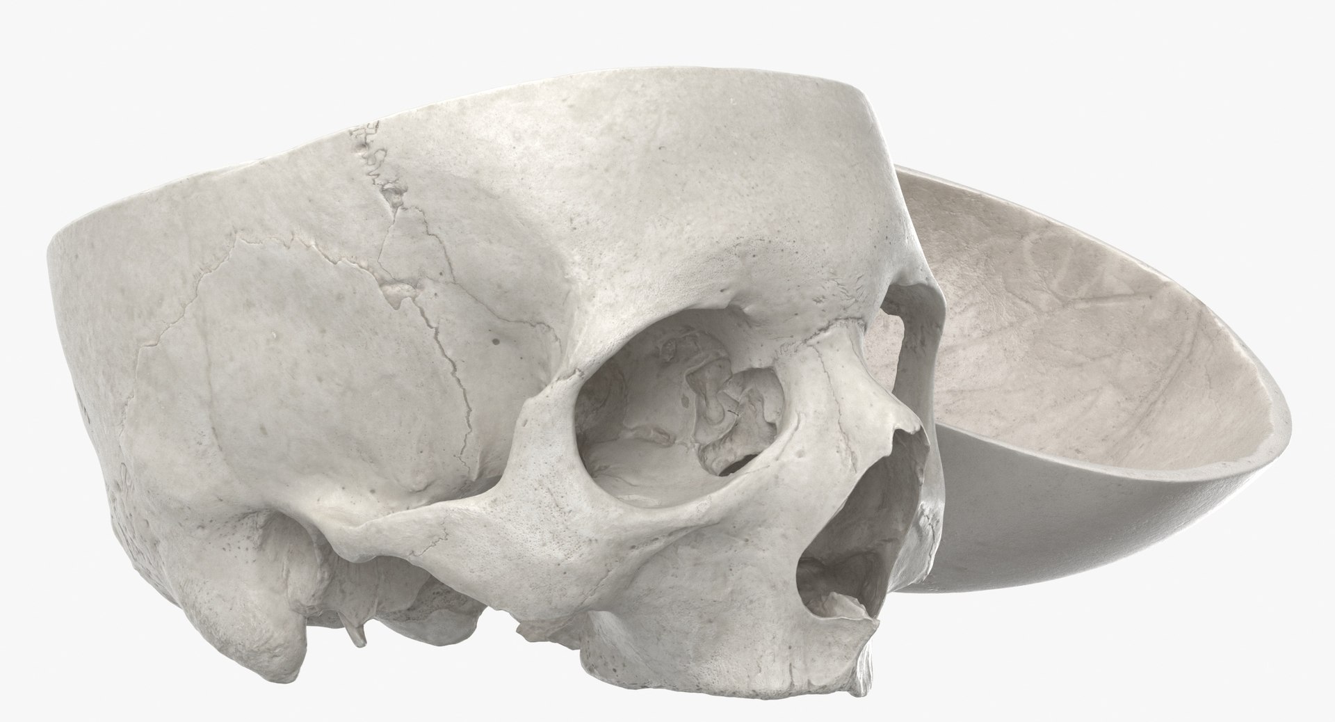 Human Skulls Collection 02 White and Yellow - 24 models 3D https://p.turbosquid.com/ts-thumb/Jg/W3abjh/1O/human_skull_cranial_02_cut_with_piece_white_pose_03_thumbnail_0008/jpg/1623668904/1920x1080/fit_q87/08e9c5f36d9e7b92e52a071b49a6b50c0c8e5d07/human_skull_cranial_02_cut_with_piece_white_pose_03_thumbnail_0008.jpg