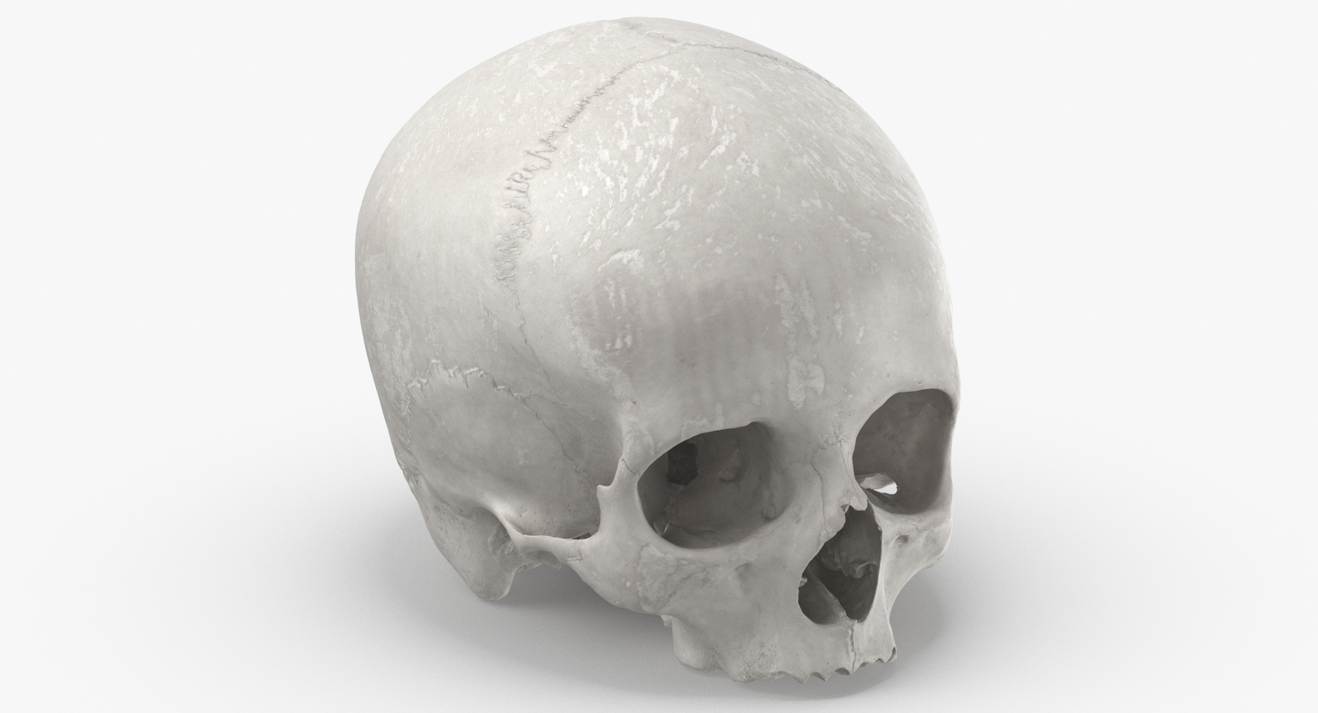 Human Skulls Collection 02 White and Yellow - 24 models 3D https://p.turbosquid.com/ts-thumb/Jg/W3abjh/35/0000/jpg/1591352755/1920x1080/turn_fit_q99/236dde230bde306074e188e3bf68a33f7d8af84f/0000-1.jpg