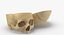 Kolekcja Human Skulls 02 Biało-żółta - 24 modele